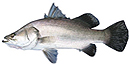 Barramundi