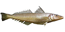 Whiting